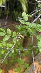 Rubus niveus, photograph (c) Nicollas Michels, some rights reserved (CC BY-SA)