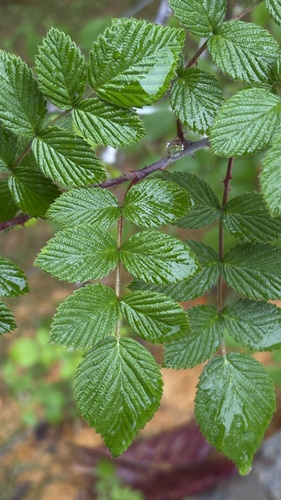 Rubus niveus, photograph 4