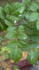 Rubus niveus, photograph (c) Nicollas Michels, some rights reserved (CC BY-SA)