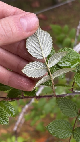 Rubus niveus, photograph 5