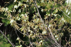 Quercus serrata