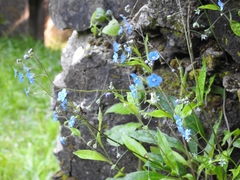 Omphalodes nitida