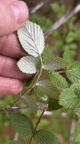 Rubus niveus, photograph 6
