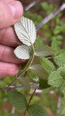 Rubus niveus, photograph (c) Nicollas Michels, some rights reserved (CC BY-SA)