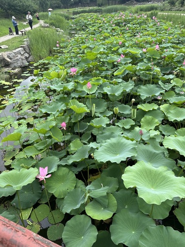 Sacred Lotus