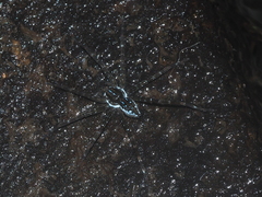Dolomedes mizhoanus