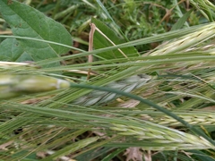 Hordeum spontaneum