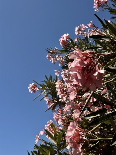 oleander