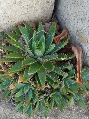 Aloe brevifolia