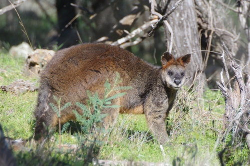 Swamp Wallaby