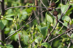 Alnus sieboldiana