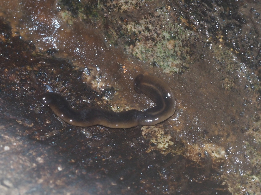 Bipalium virile