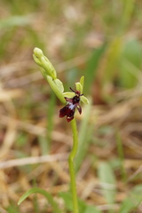 Ophrys insectifera insectifera