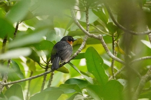 Moluccan Monarch (Symposiachrus bimaculatus), photo 2