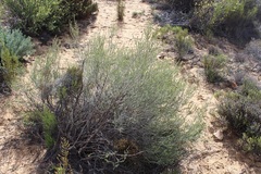 Aspalathus costulata