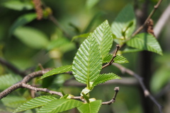 Alnus sieboldiana