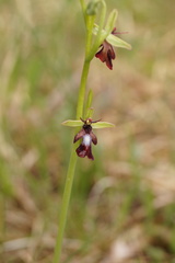 Ophrys insectifera insectifera