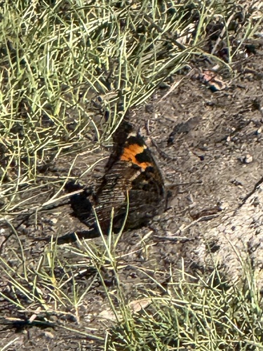 iNaturalist observation photo of California Tortoiseshell