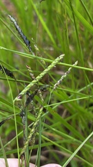 Urochloa eminii