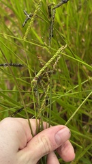 Urochloa eminii, photograph (c) Nicollas Michels, some rights reserved (CC BY-SA)