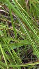 Urochloa eminii, photograph (c) Nicollas Michels, some rights reserved (CC BY-SA)