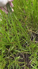 Urochloa eminii, photograph (c) Nicollas Michels, some rights reserved (CC BY-SA)