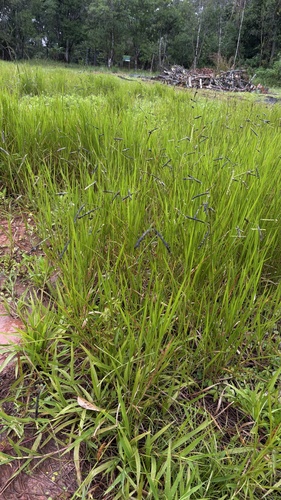 Urochloa eminii, photograph 5