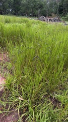 Urochloa eminii, photograph (c) Nicollas Michels, some rights reserved (CC BY-SA)