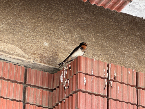 Barn Swallow