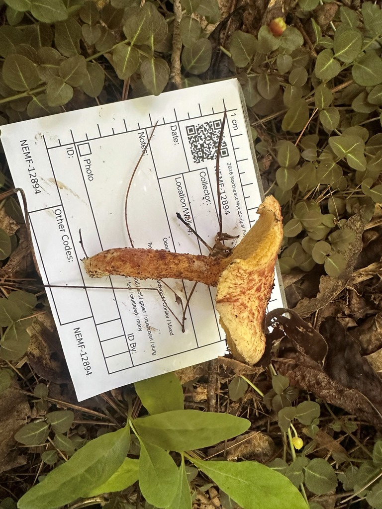 Painted Suillus · July 2026 · photo: Photo: (c) Richard Jacob, some rights reserved (CC BY) · iNaturalist
