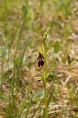Ophrys insectifera insectifera