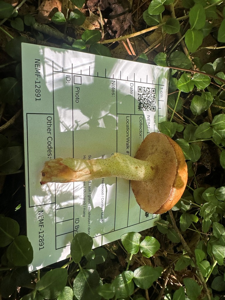 Butterball · July 2026 · photo: Photo: (c) Richard Jacob, some rights reserved (CC BY) · iNaturalist