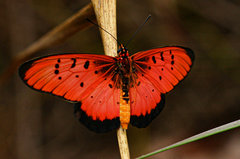 Acraea aglaonice