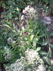 Lepidium latifolium