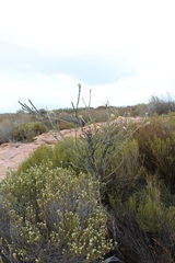 Aspalathus altissima