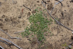 Leobordea esterhuyseana