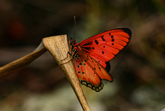 Acraea aglaonice