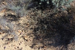 Muraltia horrida