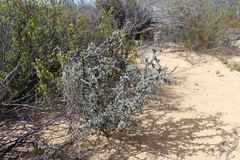Wiborgia sericea