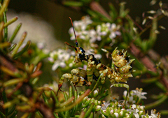 Pseudocreobotra wahlbergi