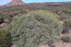 Aspalathus costulata