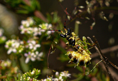 Pseudocreobotra wahlbergi