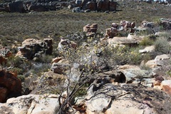 Aspalathus altissima