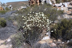 Lachnaea naviculifolia