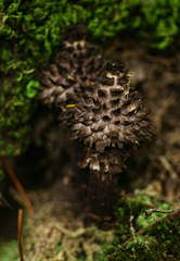 Strobilomyces echinatus