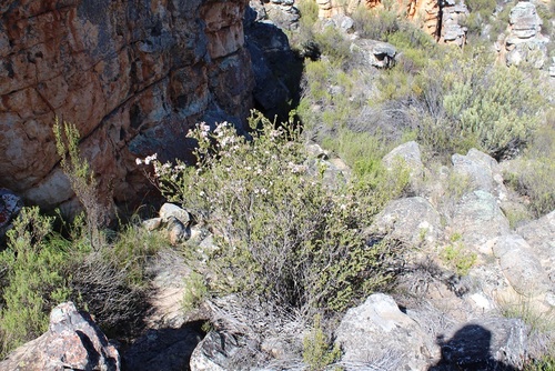 Image of Agathosma adenandriflora by (c) Brian du Preez, some rights reserved (CC BY-SA)
