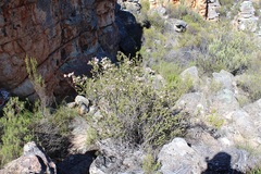 Agathosma adenandriflora