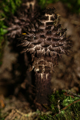 Strobilomyces echinatus