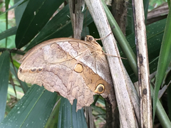 Eryphanis automedon