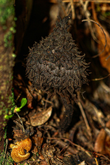 Strobilomyces echinatus